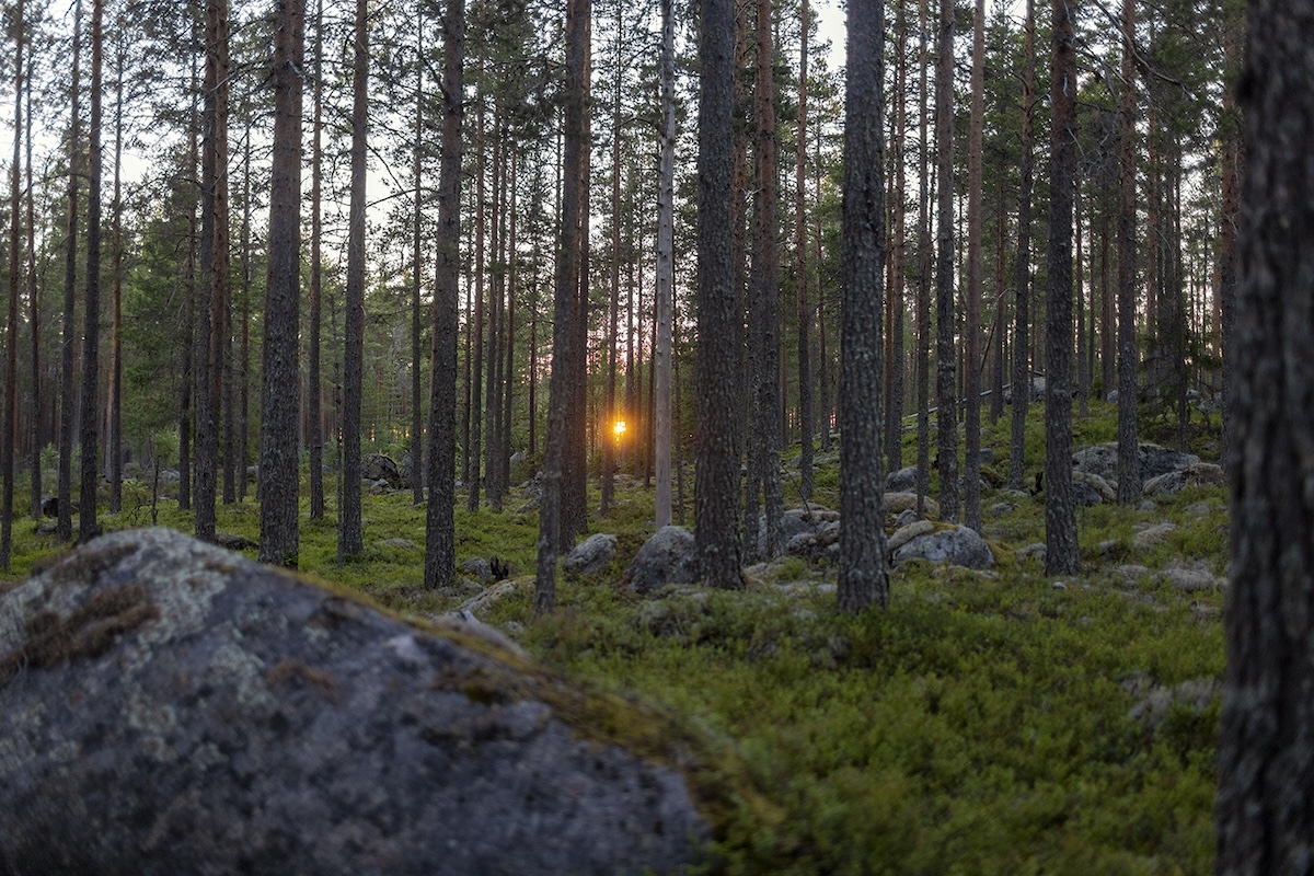 Naturskog i Furudal. Foto Gustav Karlsson Frost.