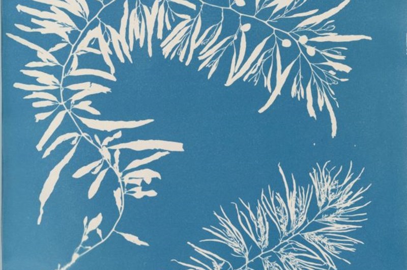 Anna Atkins, Cyanopeti, 1843