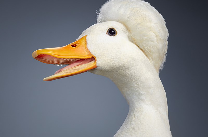 TIM FLACH – BIRDS | Konstguiden