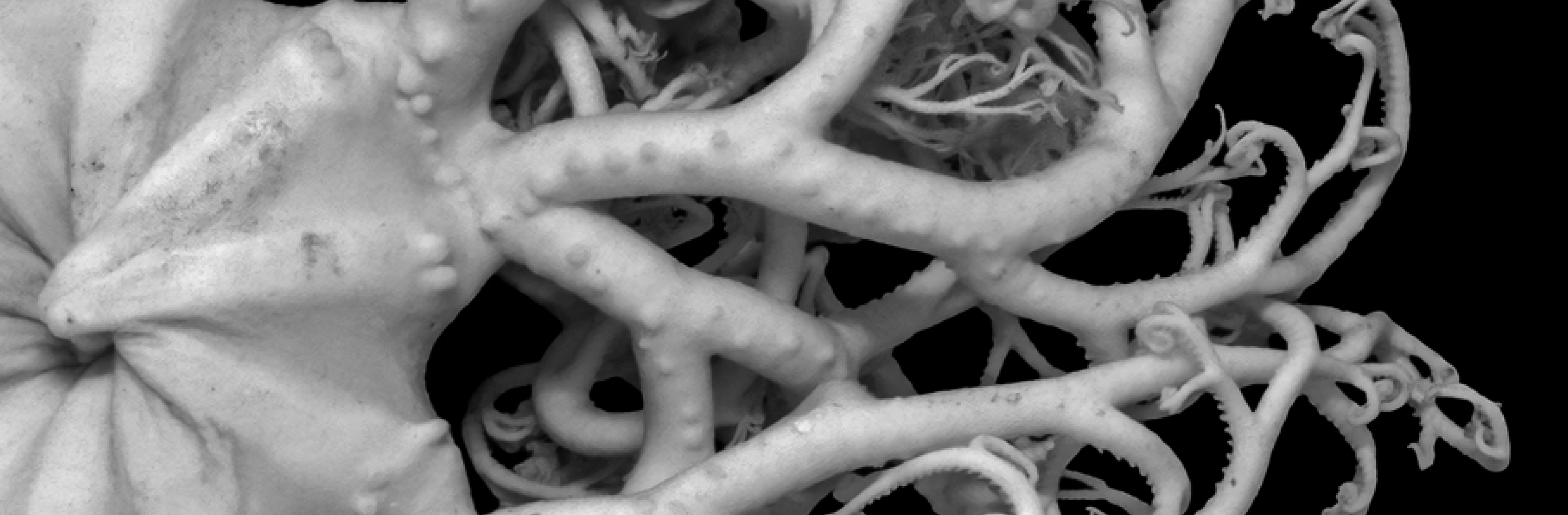 Susanne Fagerlund-Rhizomorphs & Chimaeras