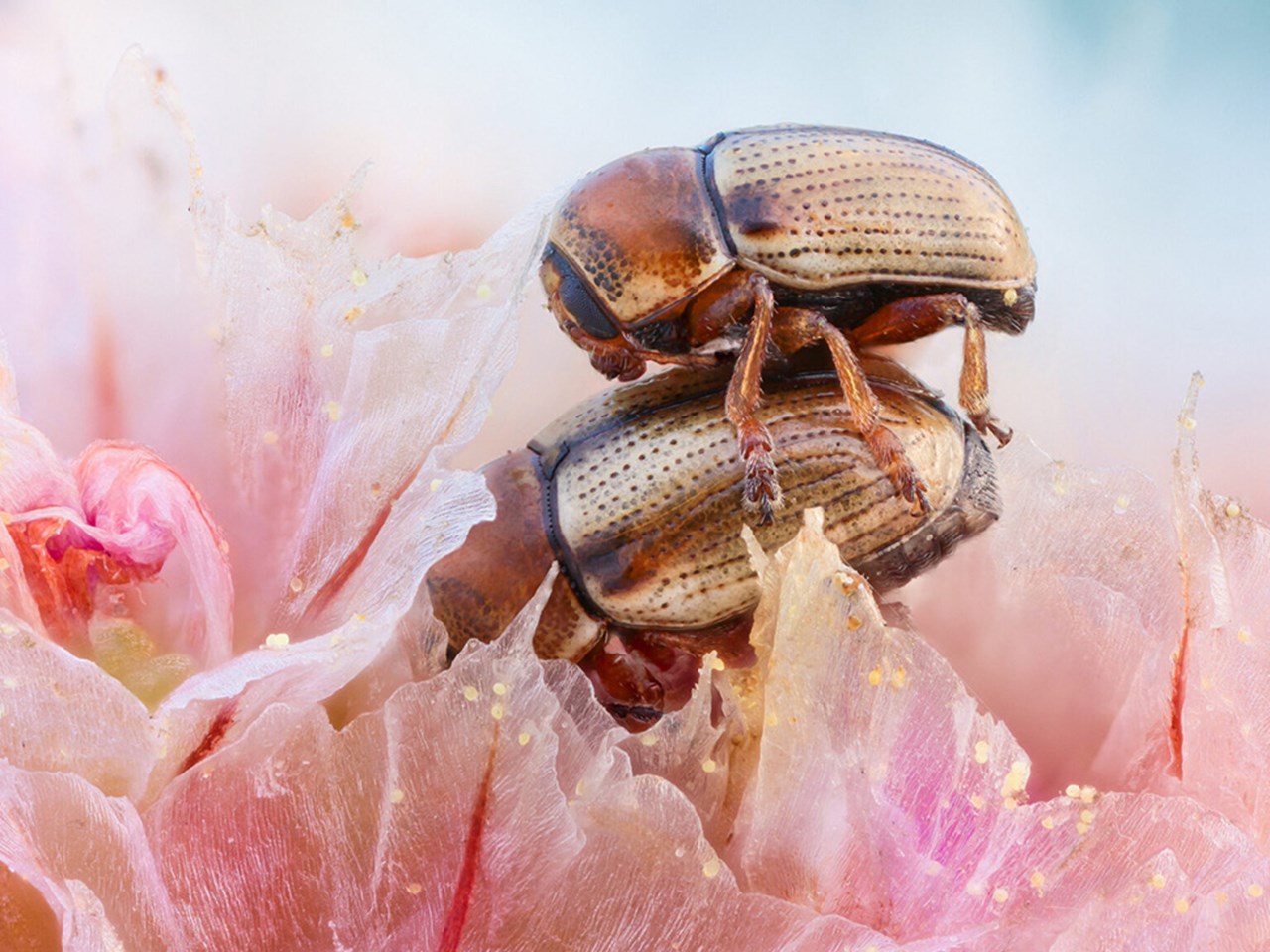 John Hallmén – Arthropoda