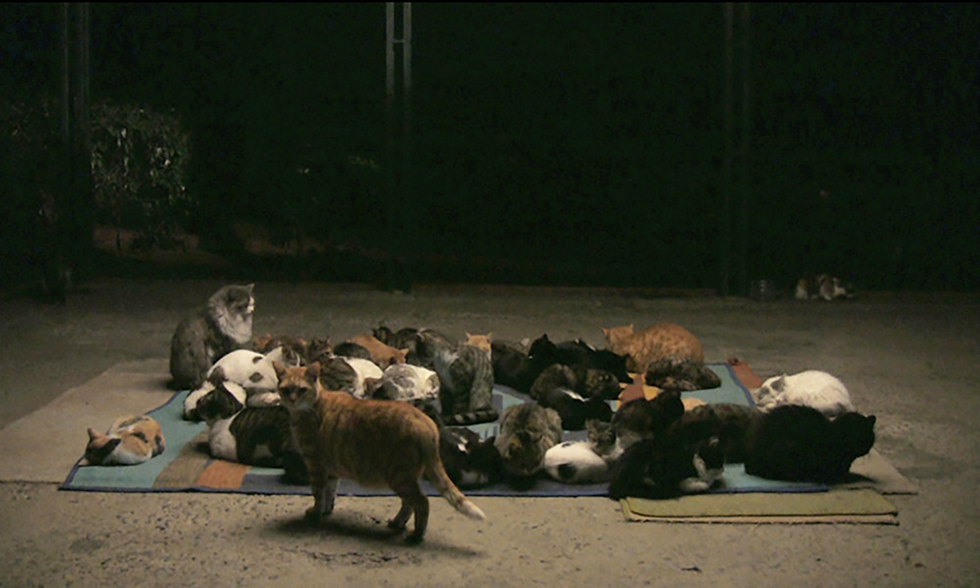 Människor och andra djur