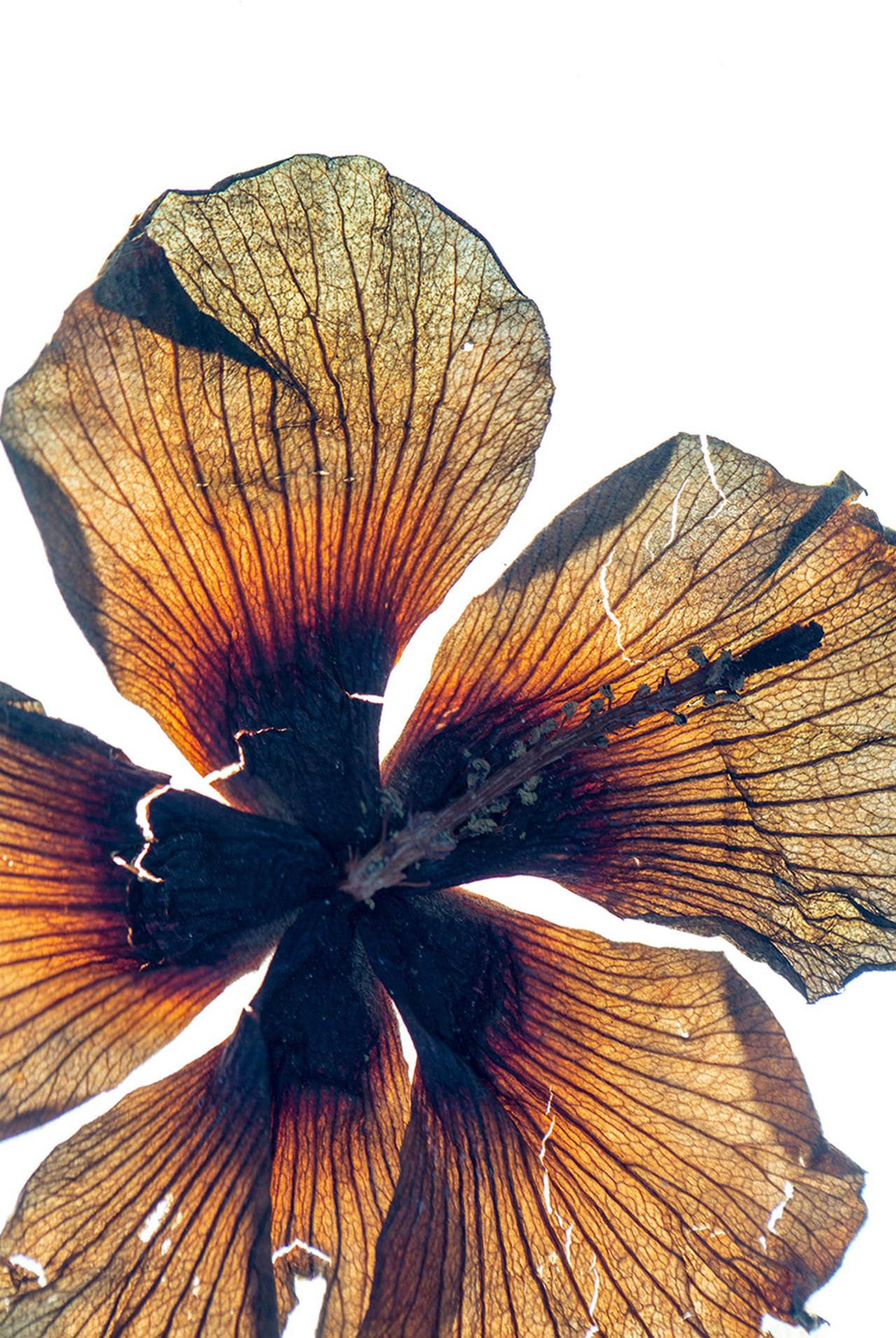 Det blommande - Konst & botanik