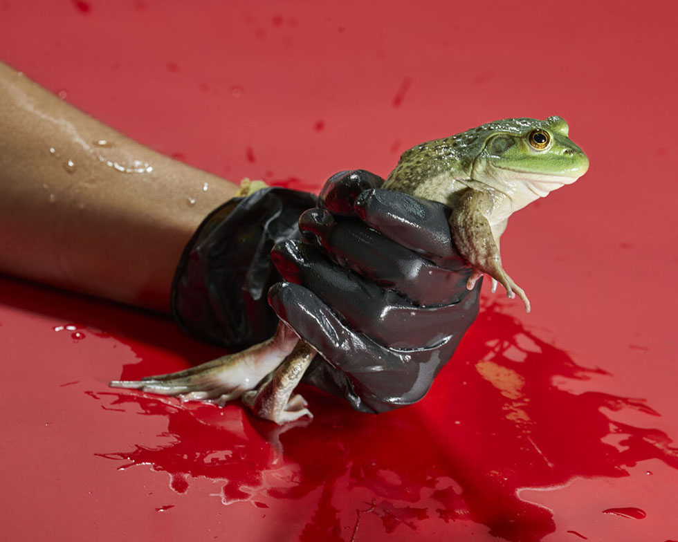 Fernando Montiel Klint – The Golden Amphibian