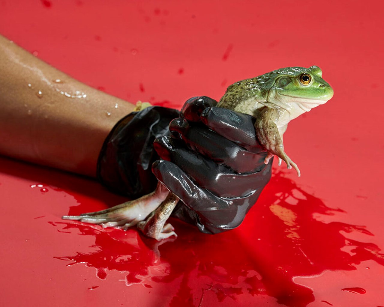 Fernando Montiel Klint – The Golden Amphibian