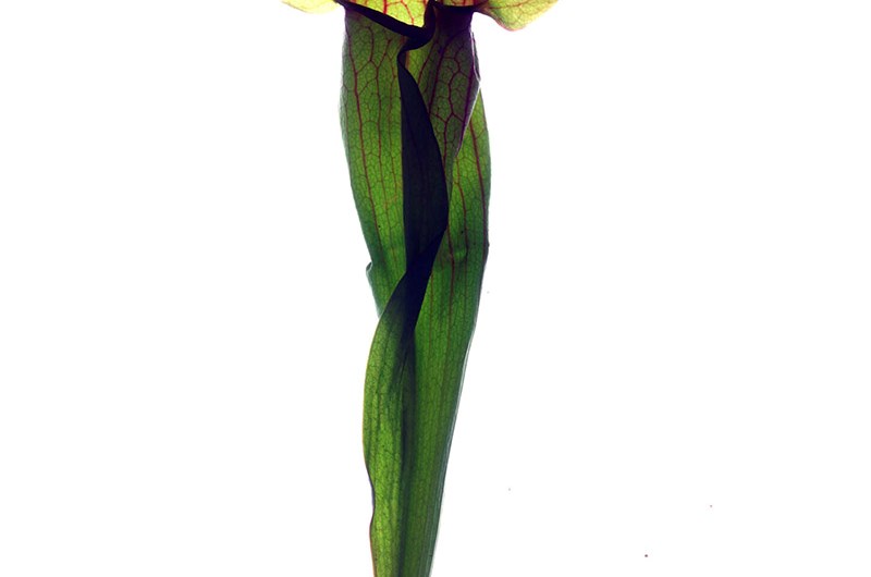 Yellow-Leaf, Tuija Lindström. Landskrona Foto