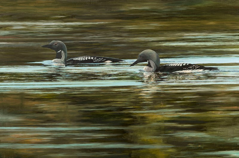 Storlommar i sjön Gissen, oljemålning
