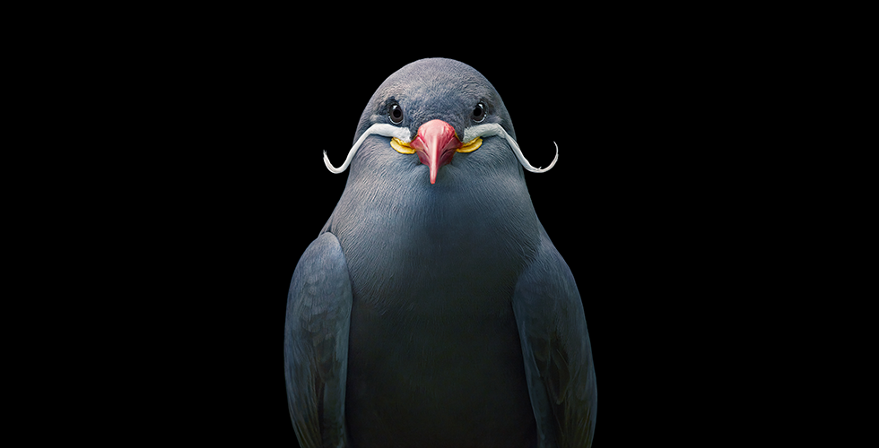 TIM FLACH – BIRDS