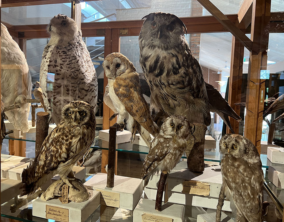 Fågel, fisk och allt däremellan