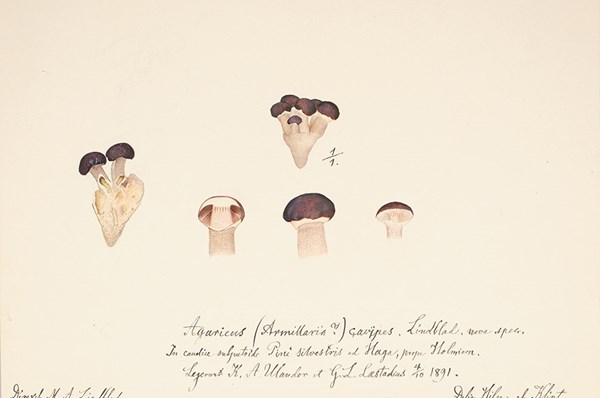Hilma af Klint-verk funna på Naturhistoriska